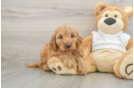 Popular Mini Irish Doodle Poodle Mix Pup