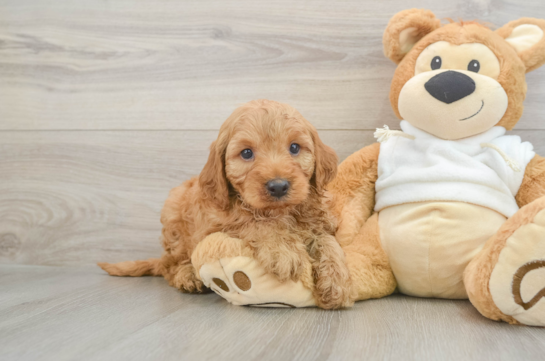 Popular Mini Irish Doodle Poodle Mix Pup