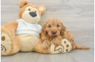 Playful Irish Setterpoo Poodle Mix Puppy