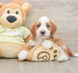 6 week old Mini Irish Doodle Puppy For Sale - Pilesgrove Pups
