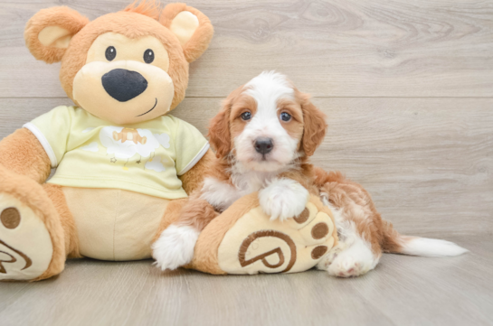 Funny Mini Irish Doodle Poodle Mix Pup