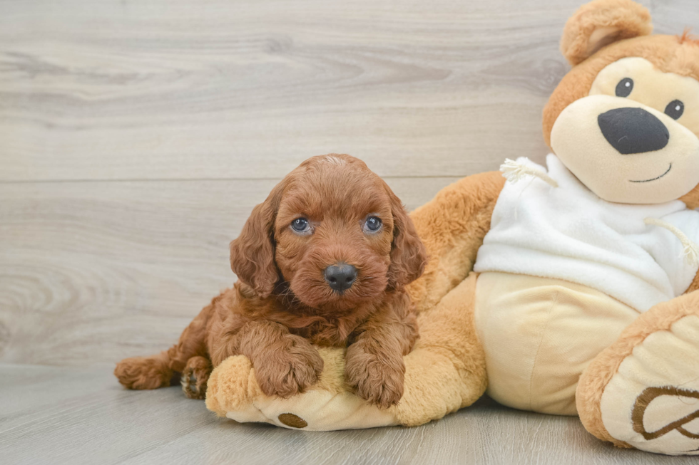 Best Mini Irish Doodle Baby