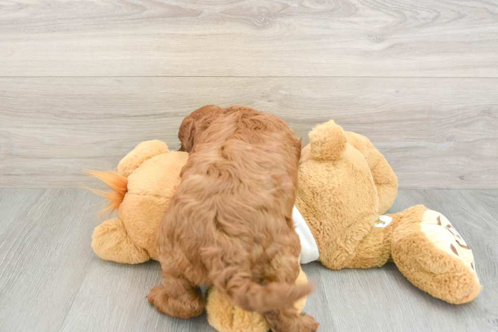 Mini Irish Doodle Pup Being Cute