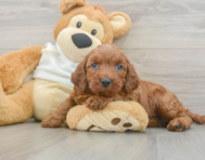 5 week old Mini Irish Doodle Puppy For Sale - Pilesgrove Pups