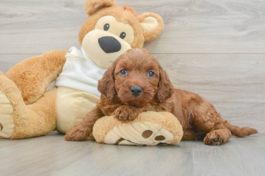 Best Mini Irish Doodle Baby