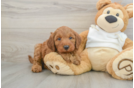 Best Mini Irish Doodle Baby