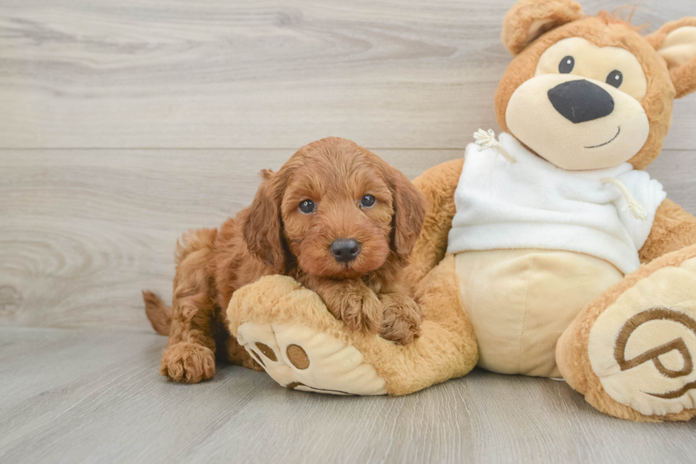 Best Mini Irish Doodle Baby