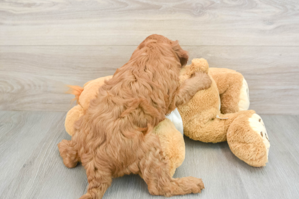 Mini Irish Doodle Pup Being Cute