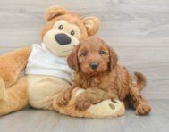 5 week old Mini Irish Doodle Puppy For Sale - Pilesgrove Pups