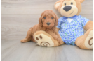 Playful Mini Irishdoodle Poodle Mix Puppy
