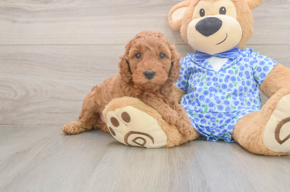 5 week old Mini Irish Doodle Puppy For Sale - Pilesgrove Pups