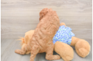 Mini Irish Doodle Puppy for Adoption