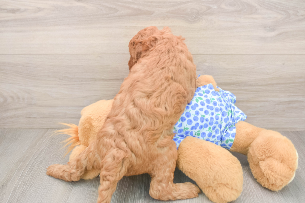 Mini Irish Doodle Puppy for Adoption
