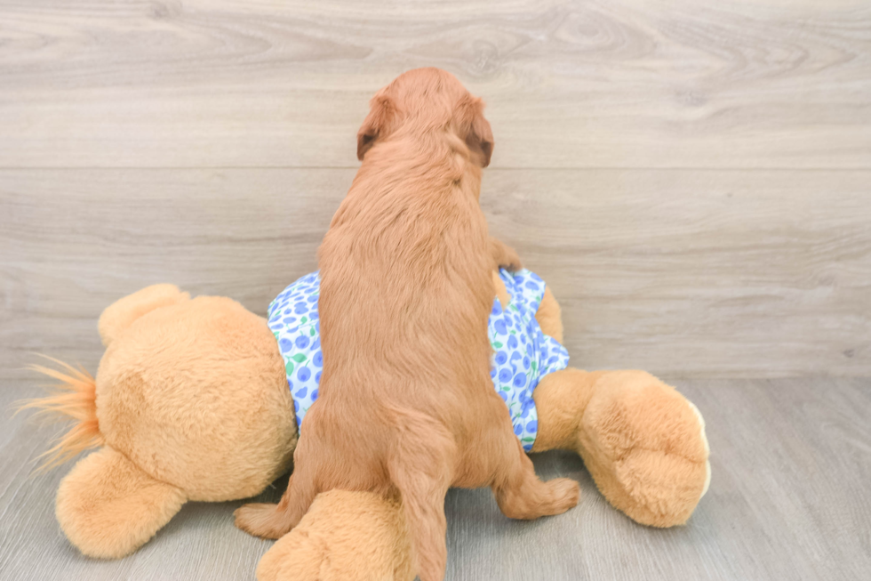 Mini Irish Doodle Puppy for Adoption