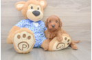 Mini Irish Doodle Pup Being Cute