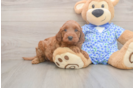 Mini Irish Doodle Puppy for Adoption