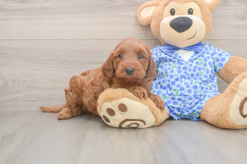 Mini Irish Doodle Puppy for Adoption