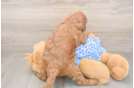 Cute Mini Irish Doodle Baby