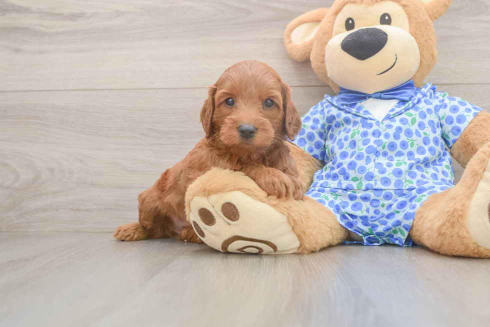 Best Mini Irish Doodle Baby