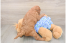 Mini Irish Doodle Puppy for Adoption
