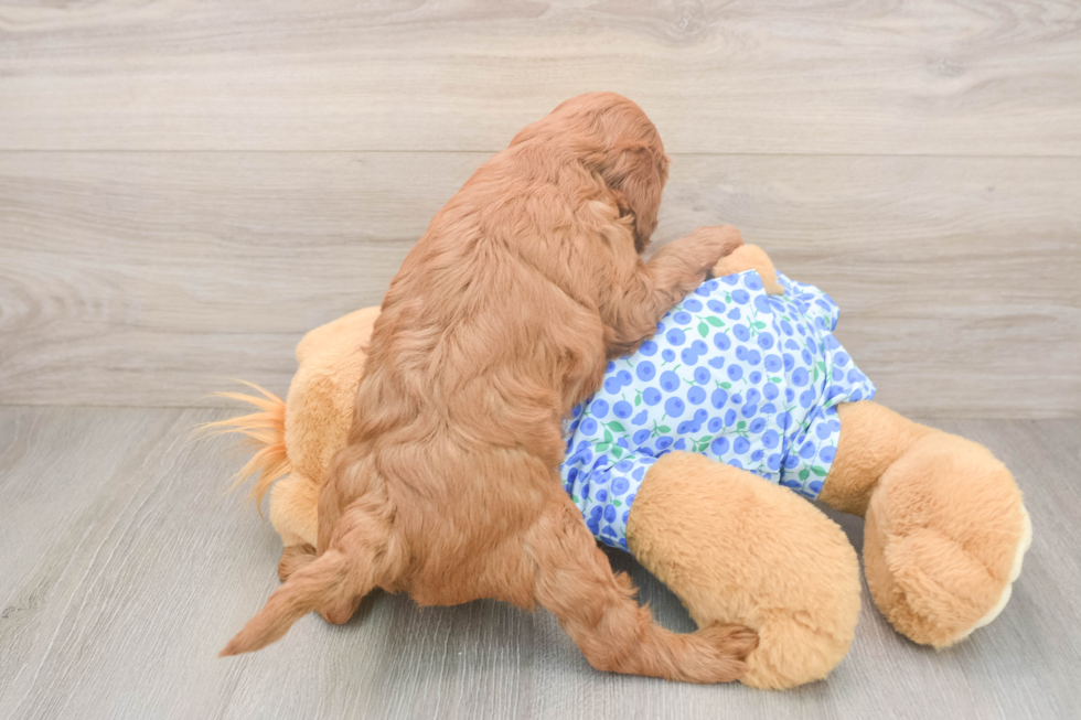 Mini Irish Doodle Puppy for Adoption