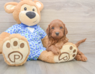 6 week old Mini Irish Doodle Puppy For Sale - Pilesgrove Pups