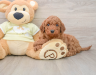 9 week old Mini Irish Doodle Puppy For Sale - Pilesgrove Pups