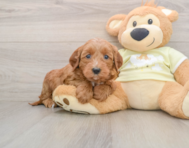 9 week old Mini Irish Doodle Puppy For Sale - Pilesgrove Pups