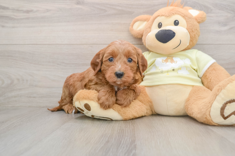 Best Mini Irish Doodle Baby