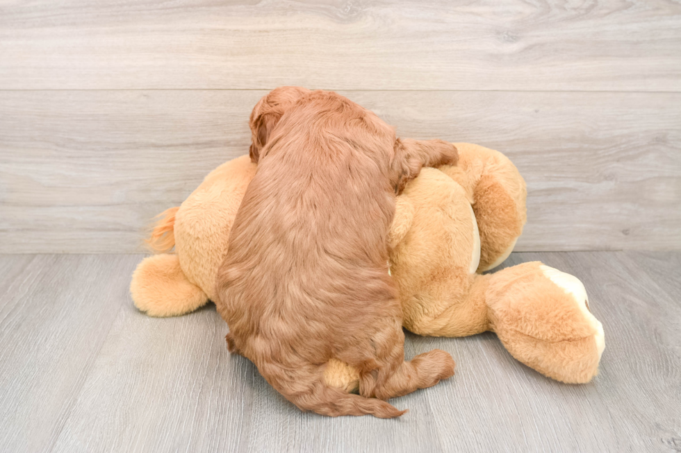 Mini Irish Doodle Puppy for Adoption