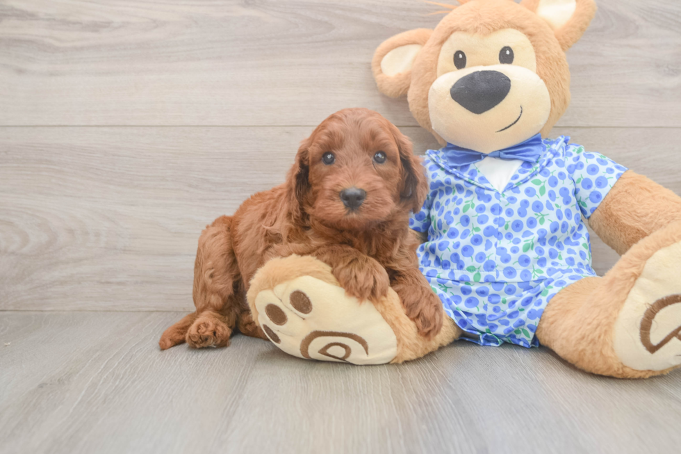 Hypoallergenic Mini Irishdoodle Poodle Mix Puppy