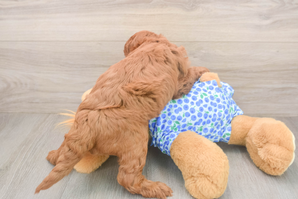 Playful Irish Poodle Poodle Mix Puppy