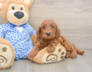 6 week old Mini Irish Doodle Puppy For Sale - Pilesgrove Pups