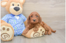 Playful Irish Setterpoo Poodle Mix Puppy