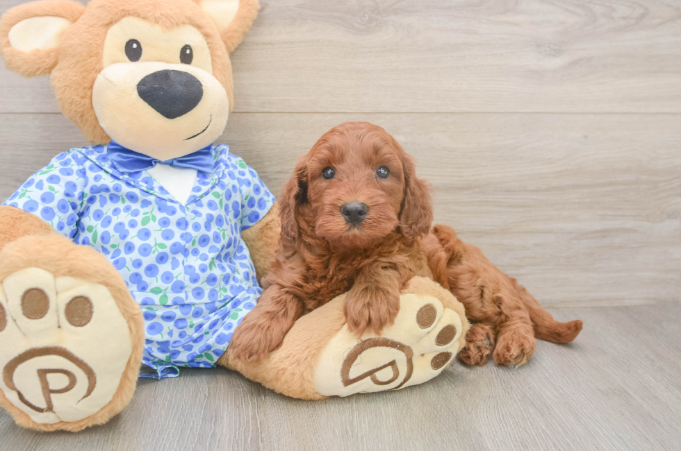 5 week old Mini Irish Doodle Puppy For Sale - Pilesgrove Pups