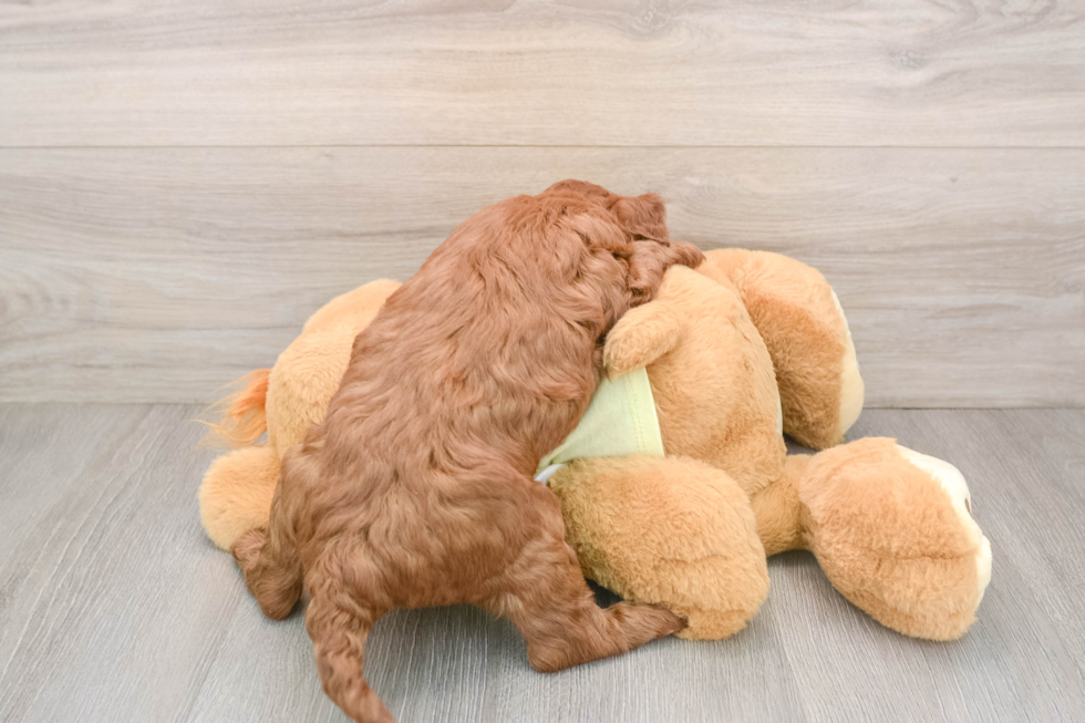 Mini Irish Doodle Pup Being Cute