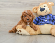 5 week old Mini Irish Doodle Puppy For Sale - Pilesgrove Pups