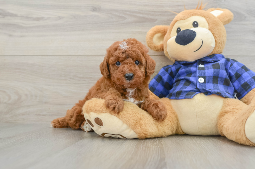 6 week old Mini Irish Doodle Puppy For Sale - Pilesgrove Pups