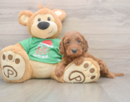 5 week old Mini Irish Doodle Puppy For Sale - Pilesgrove Pups