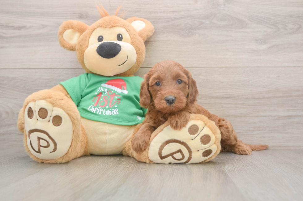5 week old Mini Irish Doodle Puppy For Sale - Pilesgrove Pups