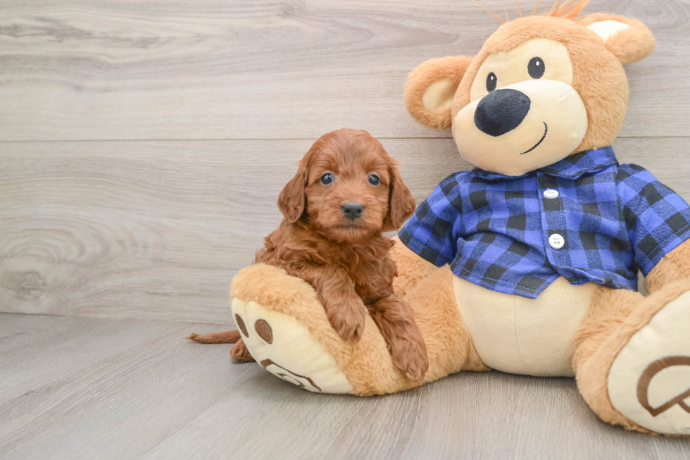 Best Mini Irish Doodle Baby