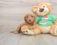 6 week old Mini Irish Doodle Puppy For Sale - Pilesgrove Pups