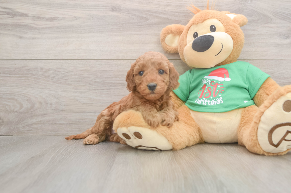 5 week old Mini Irish Doodle Puppy For Sale - Pilesgrove Pups