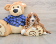 5 week old Mini Irish Doodle Puppy For Sale - Pilesgrove Pups