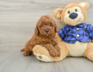 5 week old Mini Irish Doodle Puppy For Sale - Pilesgrove Pups