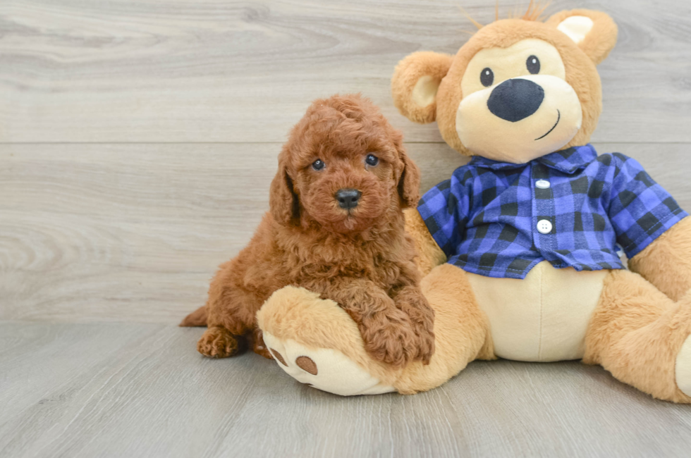 6 week old Mini Irish Doodle Puppy For Sale - Pilesgrove Pups