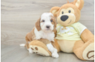 Smart Mini Irish Doodle Poodle Mix Pup