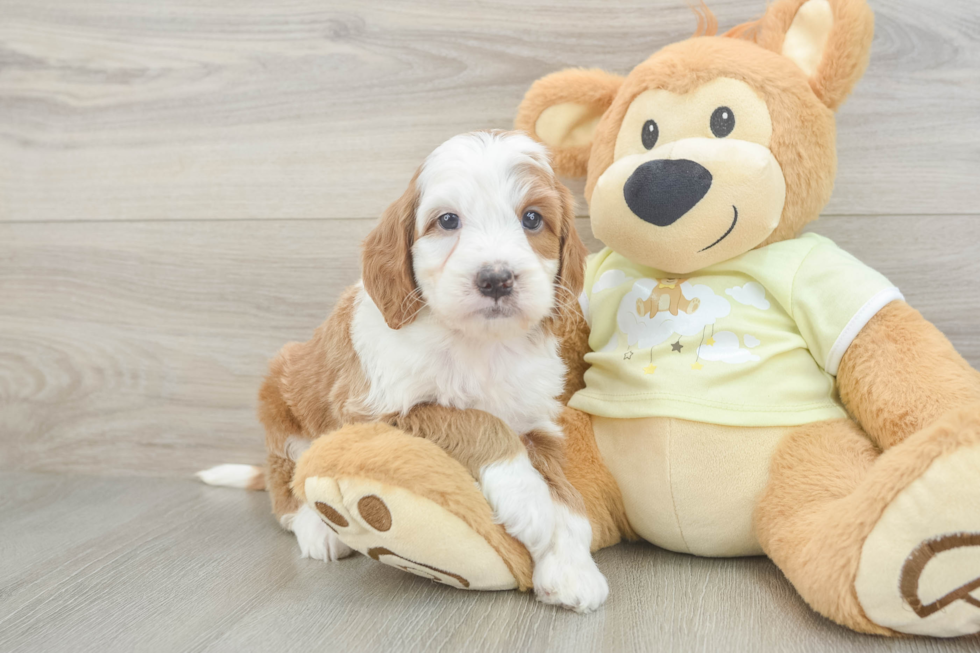 Smart Mini Irish Doodle Poodle Mix Pup