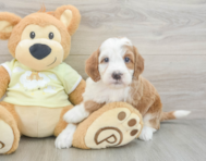 5 week old Mini Irish Doodle Puppy For Sale - Pilesgrove Pups