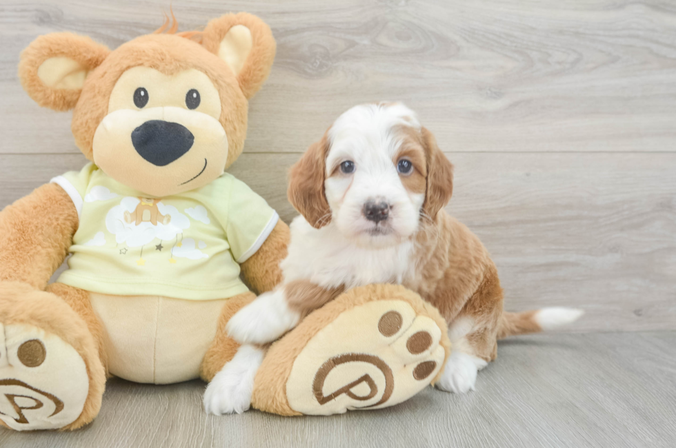 5 week old Mini Irish Doodle Puppy For Sale - Pilesgrove Pups